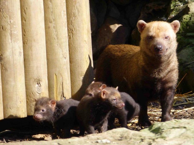  Twy South American bush dogs 